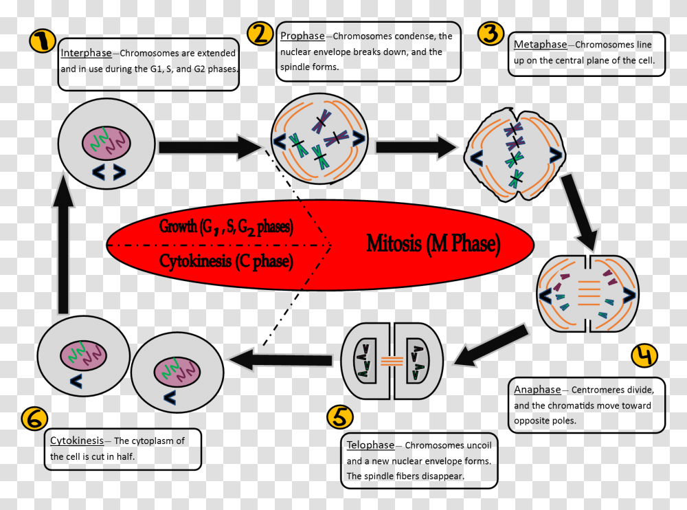 Diagram, Network, Kart, Transportation Transparent Png