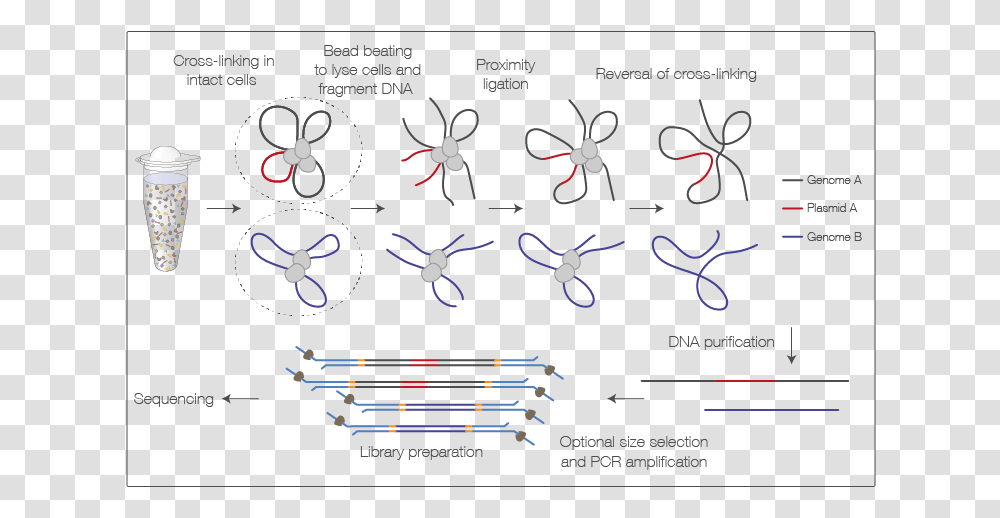 Diagram, Plot, Insect, Invertebrate Transparent Png