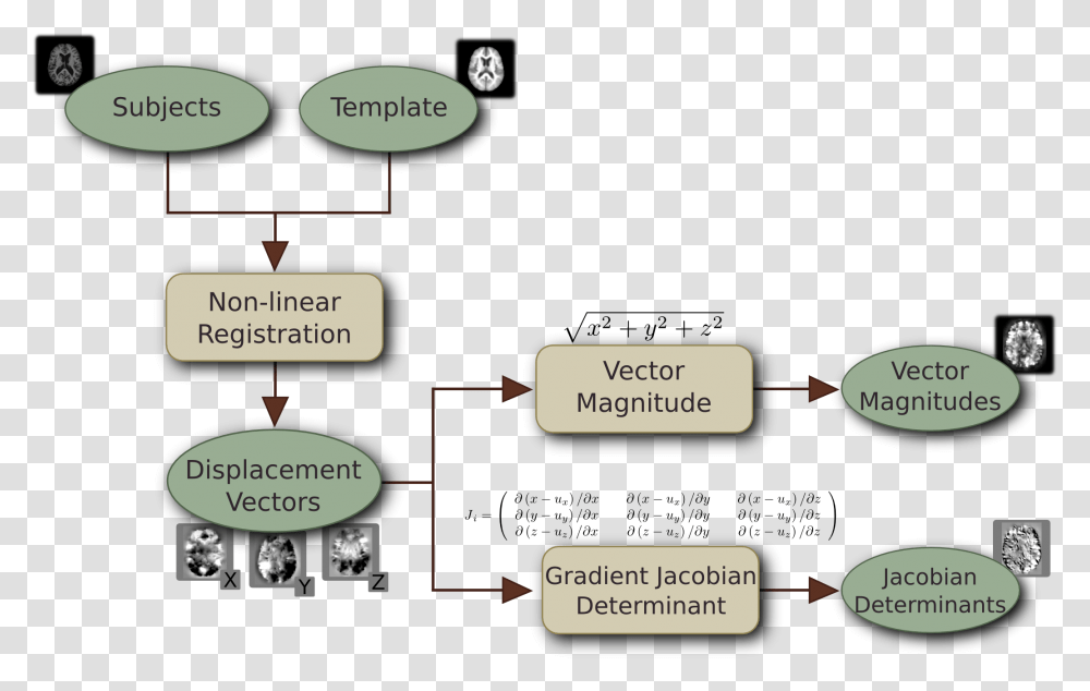 Diagram, Vegetation, Plant, Plot Transparent Png
