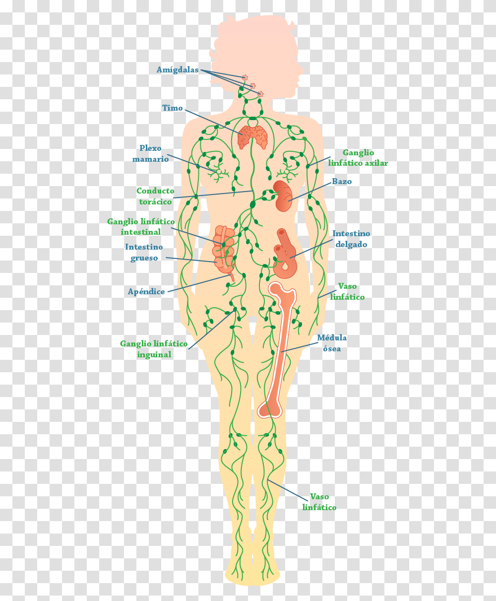 Diagrama Del Sistema Linftico Causes Lymphedema, Plot, Vegetation, Plant, Person Transparent Png