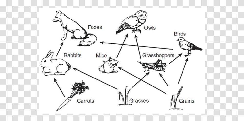 Diagrams Of Food Webs, Bird, Animal, Plot, Vegetation Transparent Png
