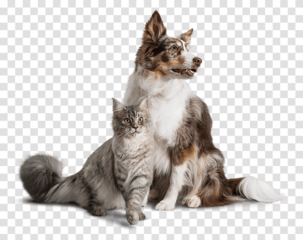 Кошка и собака на прозрачном фоне
