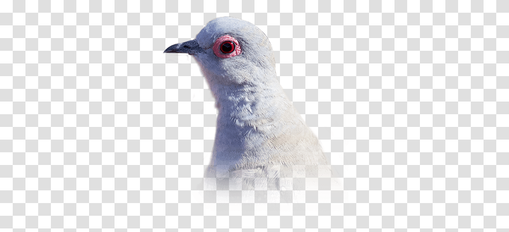 Diamond Dove Personality Food & Care - Pet Birds By Lafeber Co Diamond Dove, Animal, Pigeon, Penguin, Beak Transparent Png