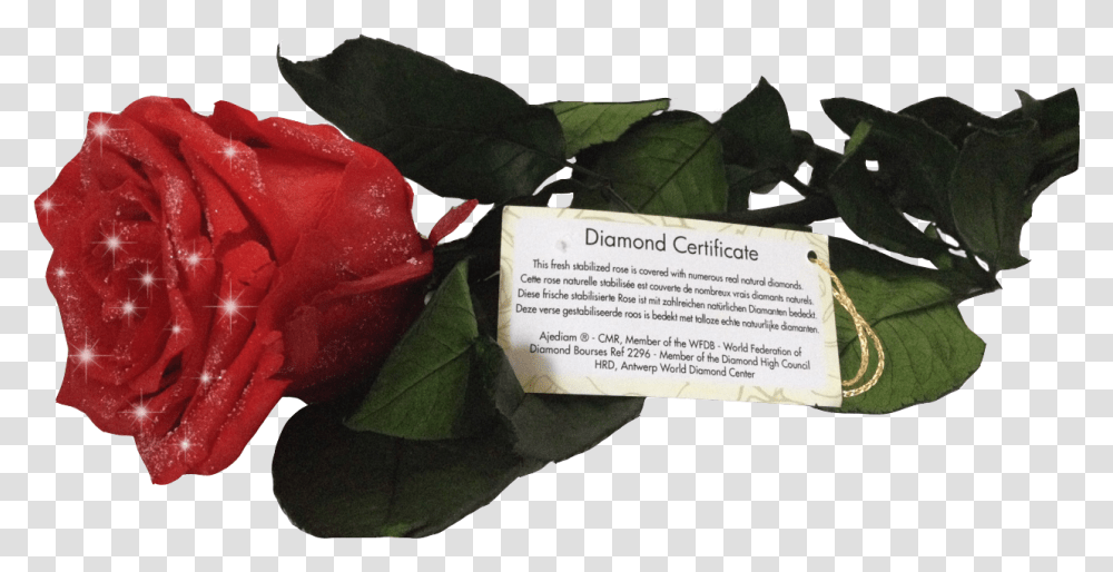 Diamond Rose Certificate, Plant, Flower, Blossom, Petal Transparent Png