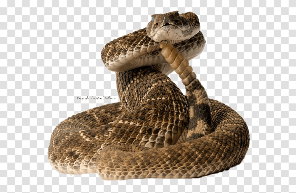 Diamondback Snake Pic Snake Coiled, Reptile, Animal, Rattlesnake Transparent Png