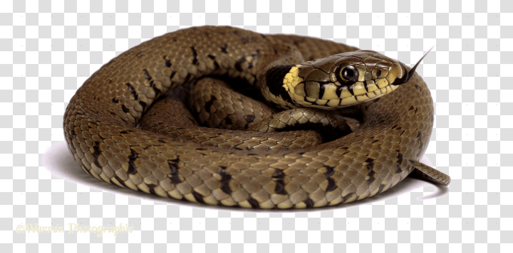 Diamondback Snake Picture Snakes On White Background, Reptile, Animal, Rattlesnake, King Snake Transparent Png