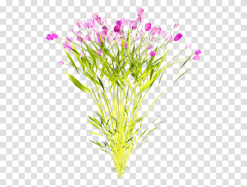 Dianthus, Plant, Flower, Blossom, Tree Transparent Png