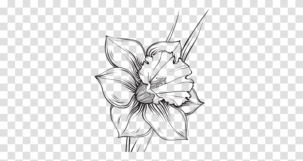 Dibujo De Flor De Narciso Para Colorear Plantas, Flower, Blossom, Lily, Amaryllis Transparent Png