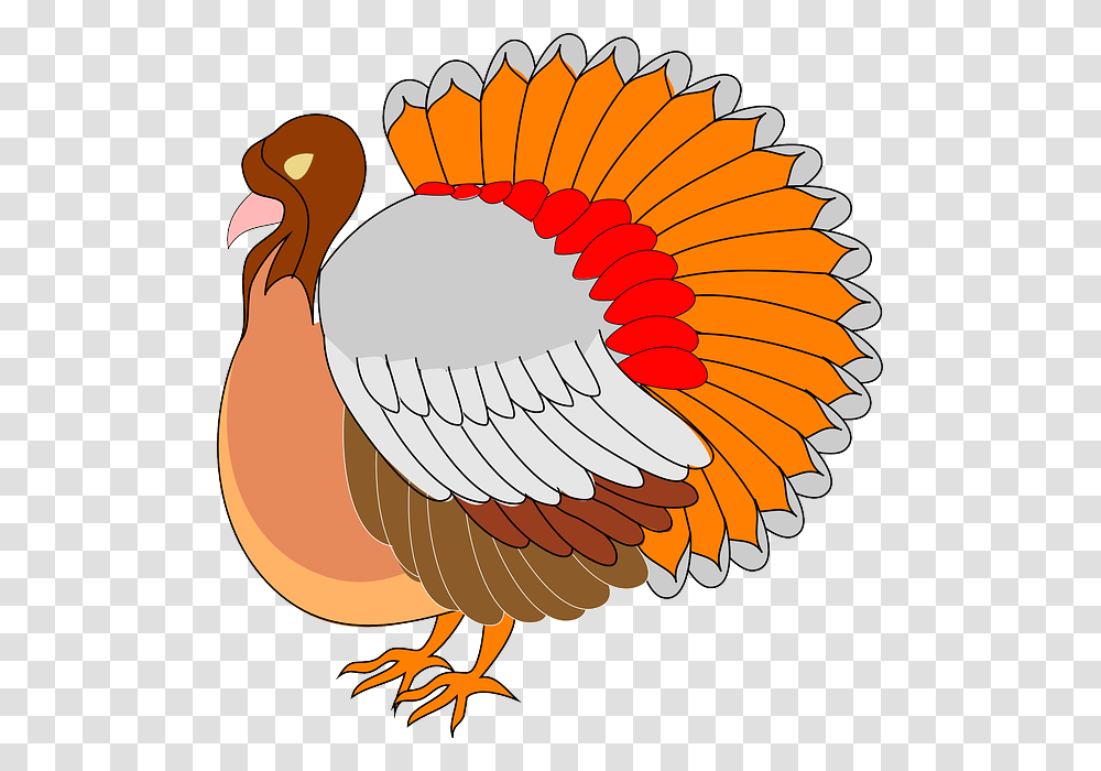 Dibujos Animados De Pavos, Bird, Animal, Fowl, Turkey Bird Transparent Png