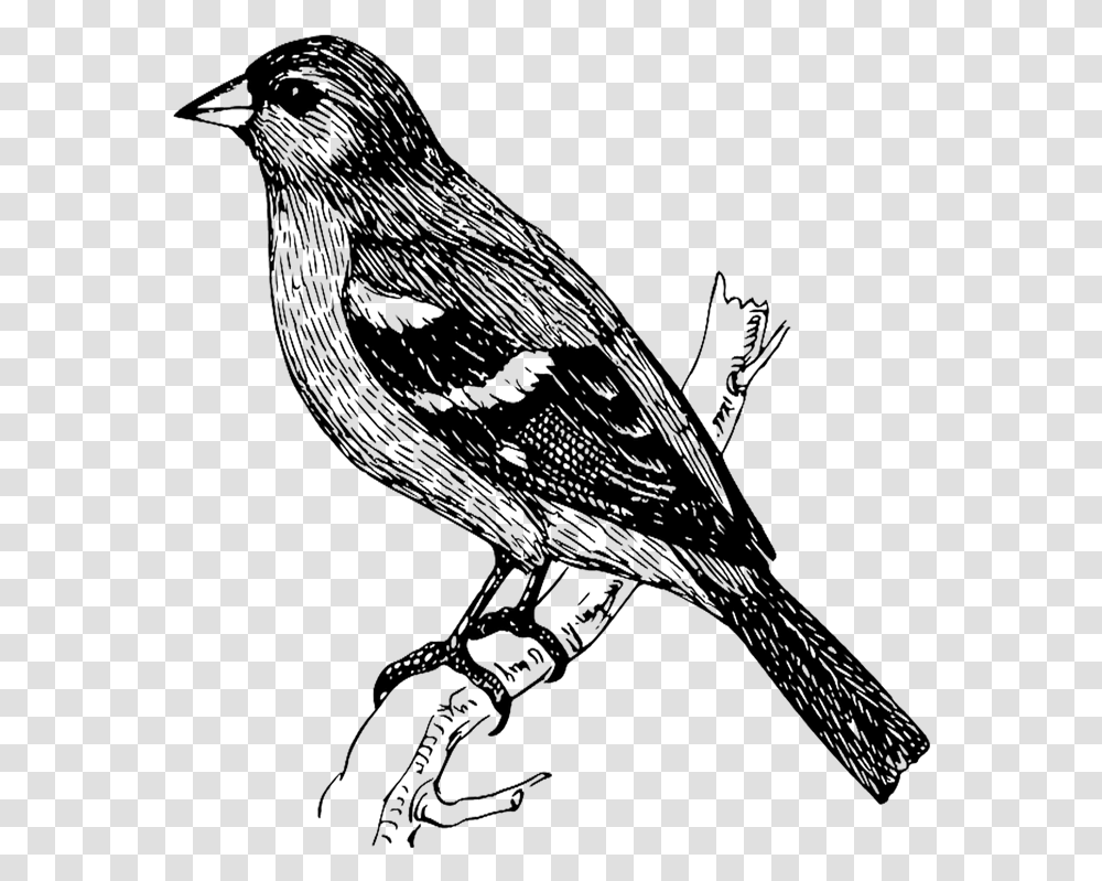 Dibujos En Blanco Y Bird Sketch, Blackbird, Animal, Agelaius, Silhouette Transparent Png
