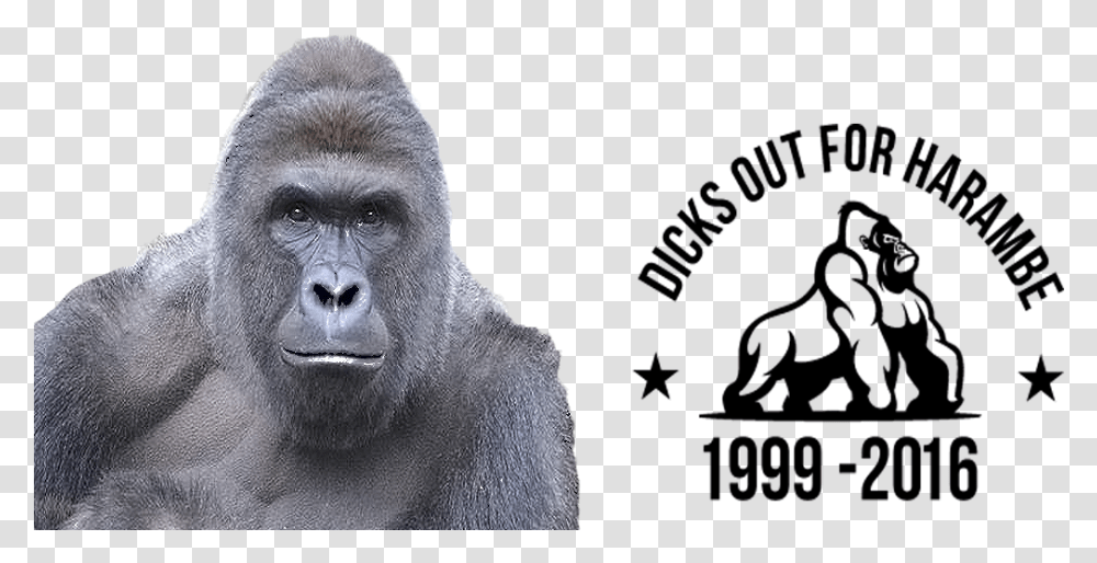 Dicks Out For Harambe Flag, Ape, Wildlife, Mammal, Animal Transparent Png