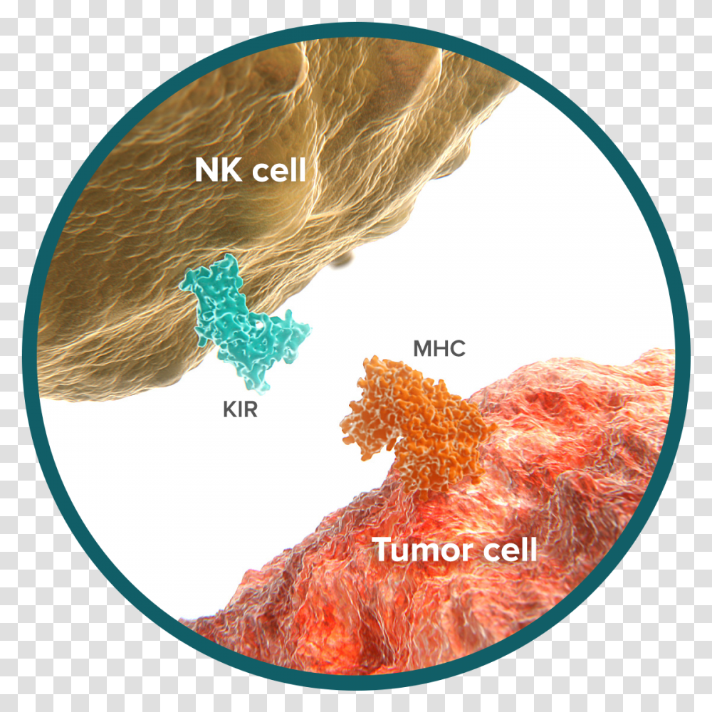 Did You Know That We Develop Cancer Cells Every Day Pd L1 Pd, Mountain, Outdoors, Nature, Diagram Transparent Png