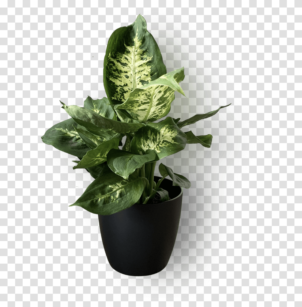 Dieffenbachia 'compacta' For Indoor, Plant, Flower, Blossom, Leaf Transparent Png