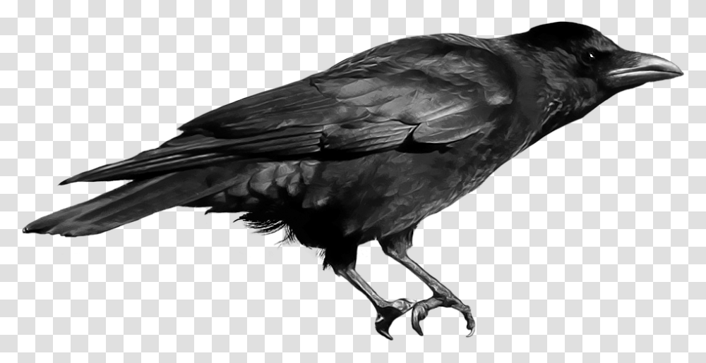 Diego Barrueco Crow File, Bird, Animal, Blackbird, Agelaius Transparent Png
