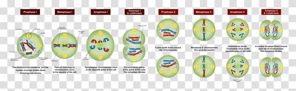 Difference Between Anaphase 1 And Stages Of Meiosis 1 And, Number, Label Transparent Png