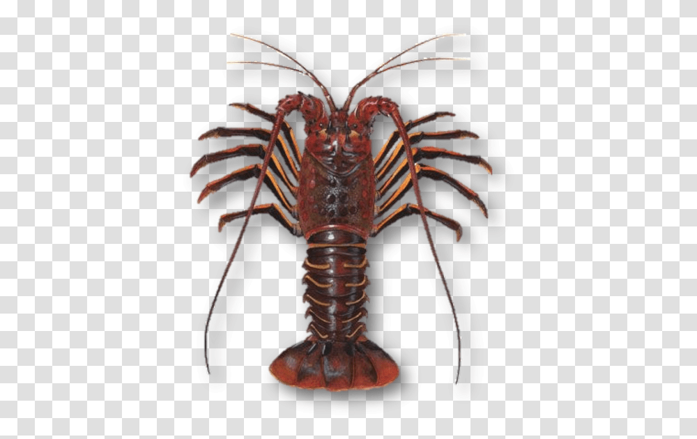 Difference Between Lobster And Crayfish, Seafood, Sea Life, Animal, Crawdad Transparent Png