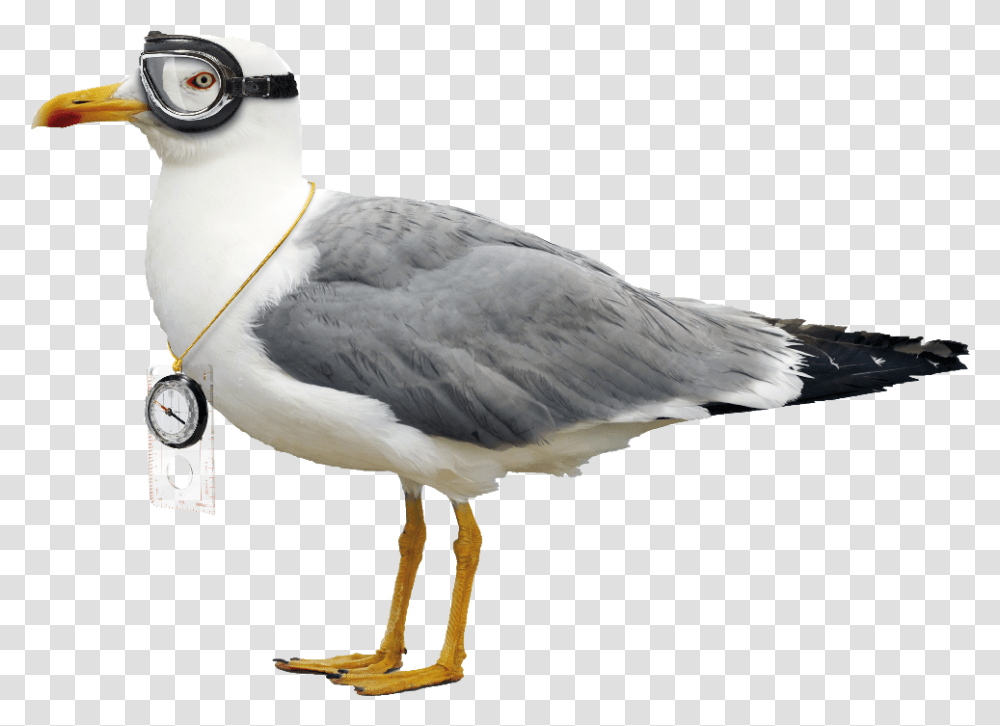 Difference Between Pigeon And Seagull, Bird, Animal, Beak Transparent Png