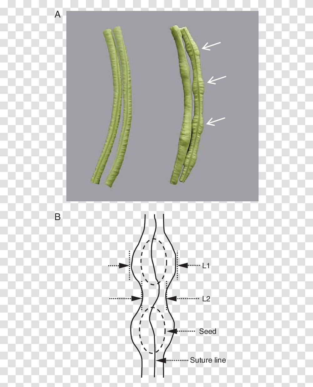 Difference Between Seed And Pod, Plant, Plot, Animal Transparent Png