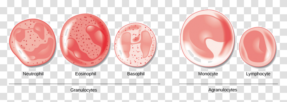 Different Agranulocytes And Granulocytes, Mouth, Lip Transparent Png