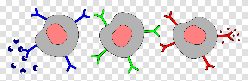 Different B Cells With Antigen Receptors And Antigen Igm On B Cells, Stomach, Sphere Transparent Png