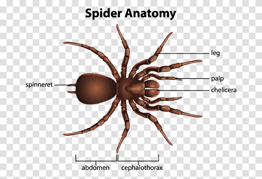 Different Insects, Spider, Invertebrate, Animal, Arachnid Transparent Png