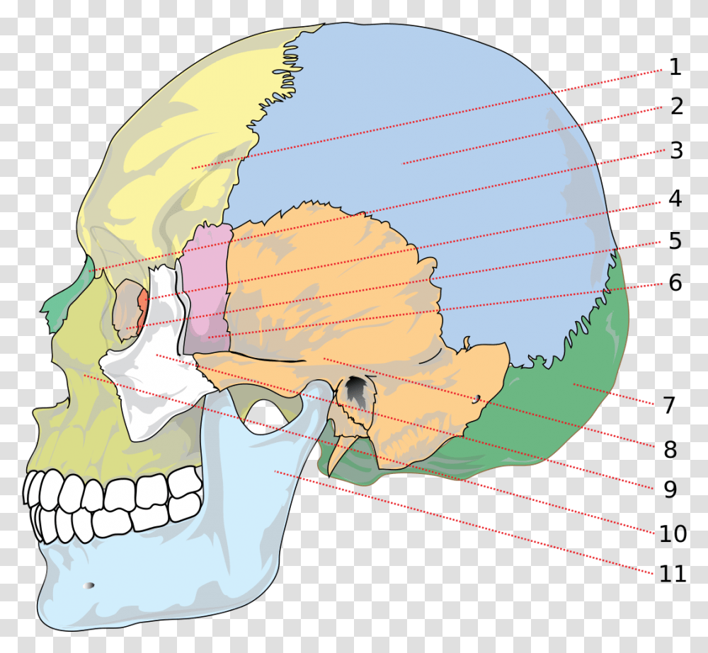 Different Parts Of Head, Astronomy, Outer Space, Universe, Planet Transparent Png