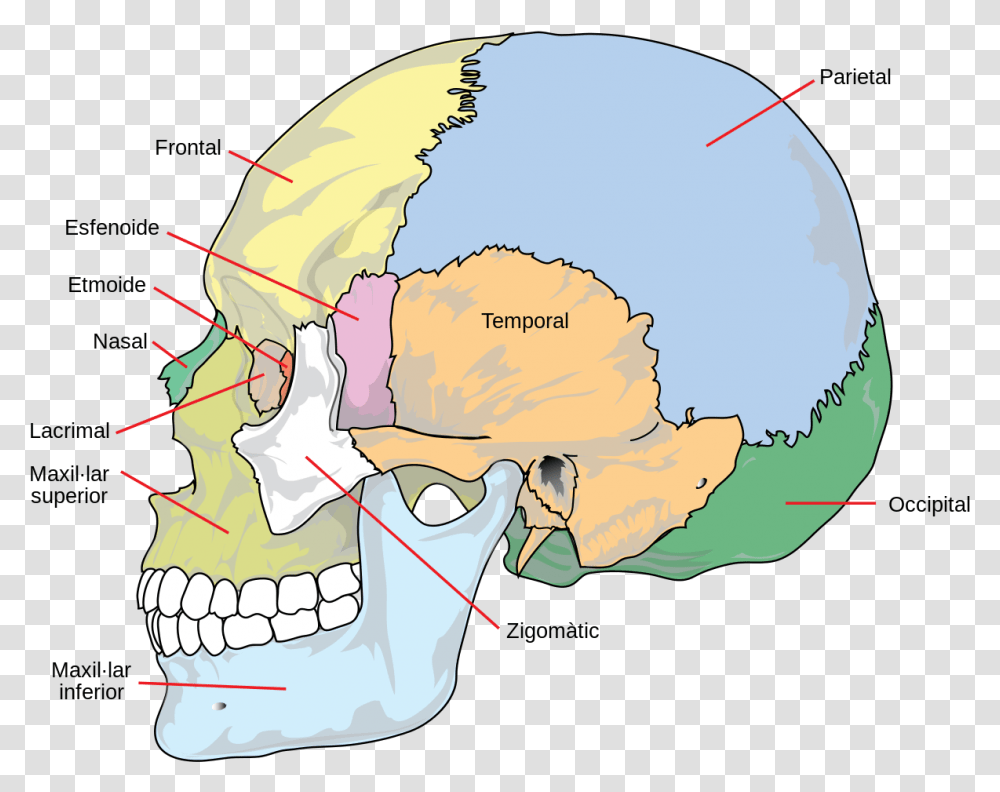 Different Parts Of Head, Helmet, Apparel, Person Transparent Png