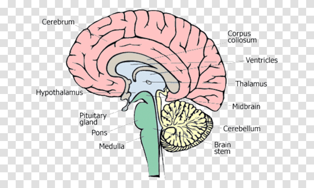Different Parts Of Human Brain 13 Diagram Parts Of The Human Brain, Plot, Turkey Bird, Poultry, Fowl Transparent Png