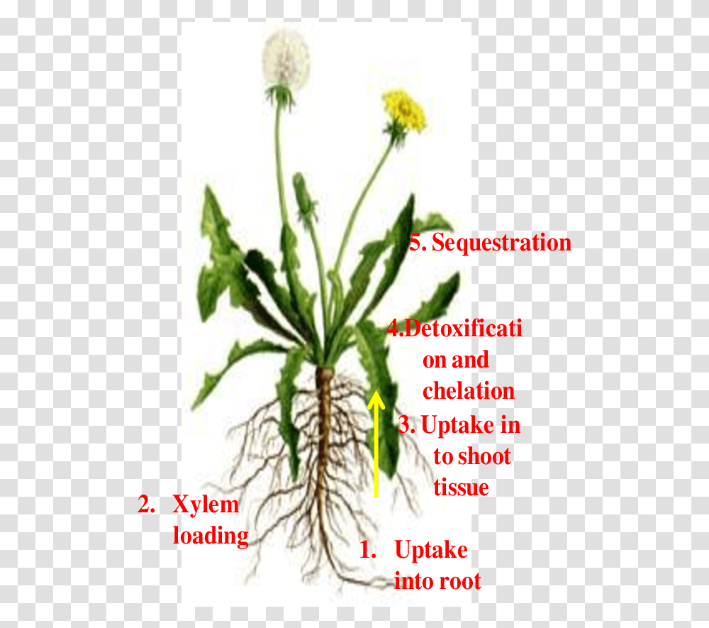 Different Pathways Of Metal Uptake And Detoxification Diagram Of Dandelion Plant, Flower, Blossom, Flyer, Poster Transparent Png