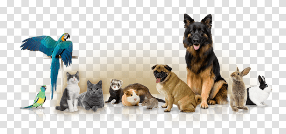 Different Pets, Dog, Canine, Animal, Mammal Transparent Png