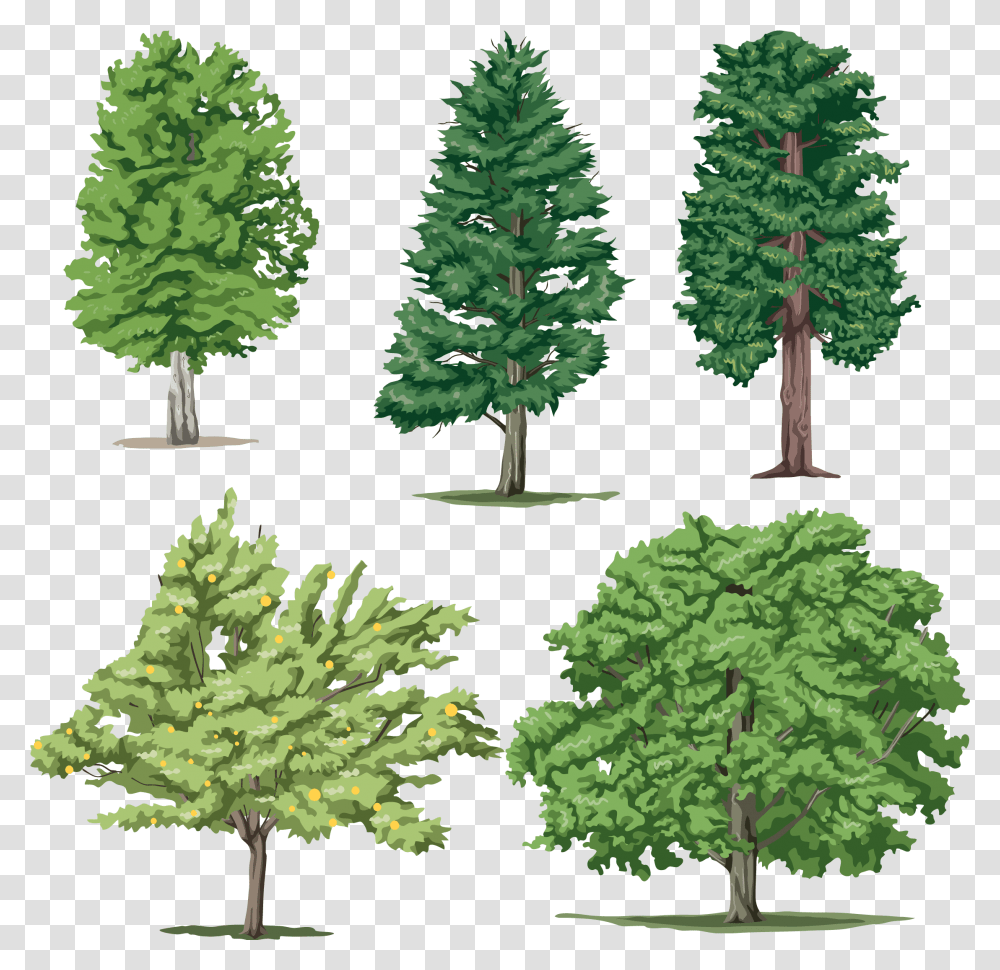 Different Trees 5 Pictures Of Different Trees, Plant, Pine, Fir, Abies Transparent Png