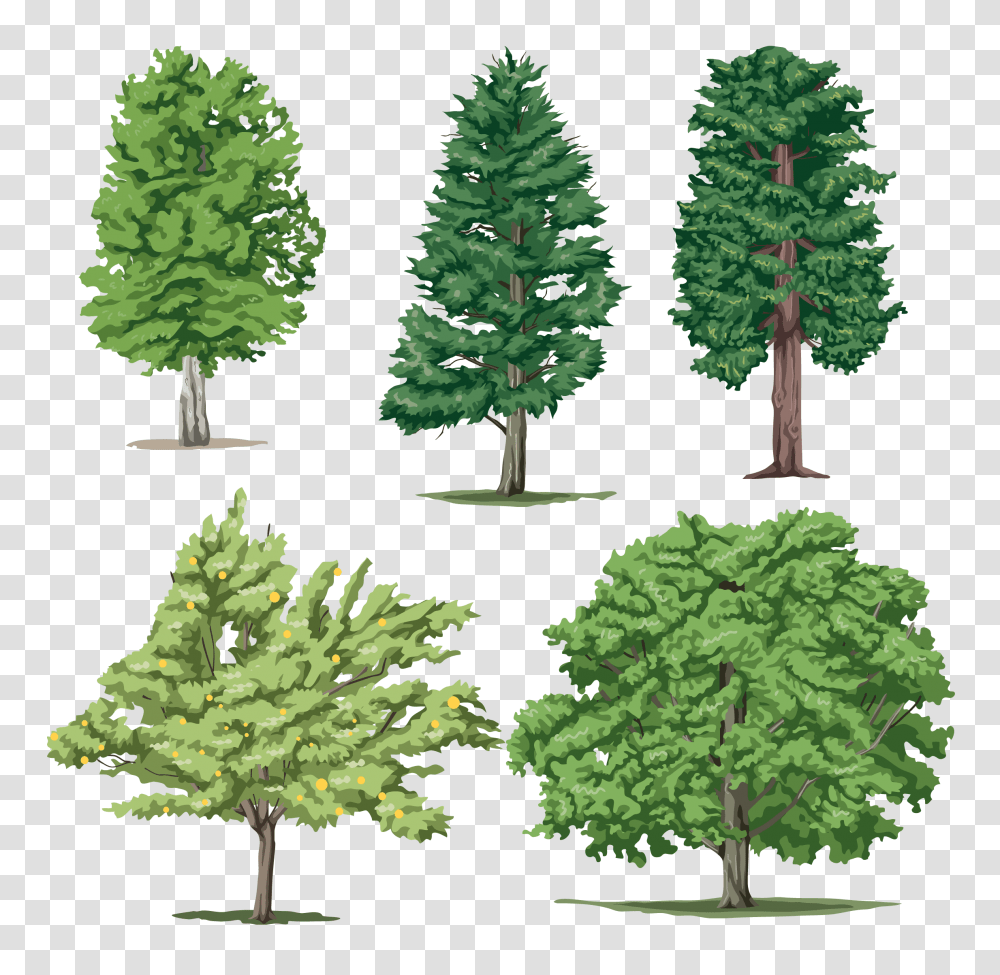 Different Trees Images Download Tom And Jerry Kids, Plant, Pine, Conifer, Fir Transparent Png
