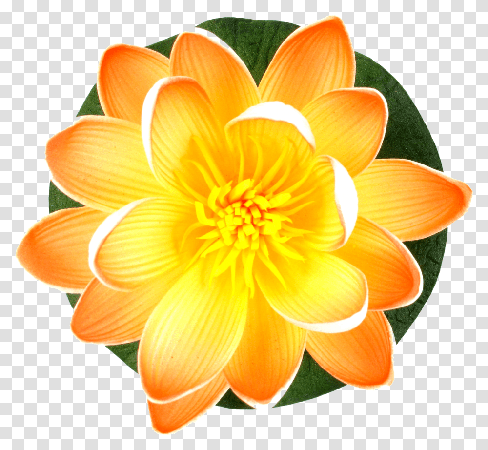 Different Type Of Flower Images Dahlia, Plant, Blossom, Daisy, Daisies Transparent Png