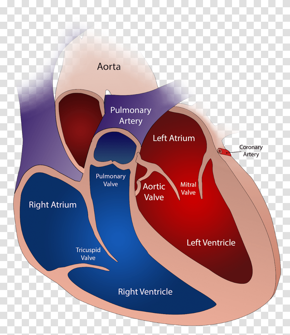 Different Types Of Heart, Diagram, Plot, Mountain, Outdoors Transparent Png