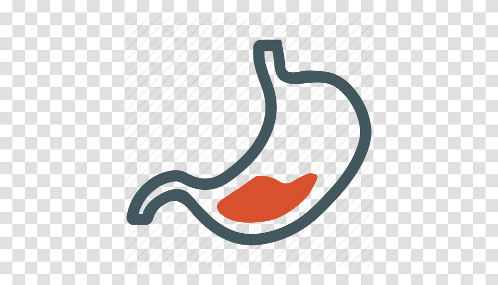 Digestion Digestive Gastric Gastro Gastroenterology Stomach, Label, Outdoors, Animal, Cutlery Transparent Png
