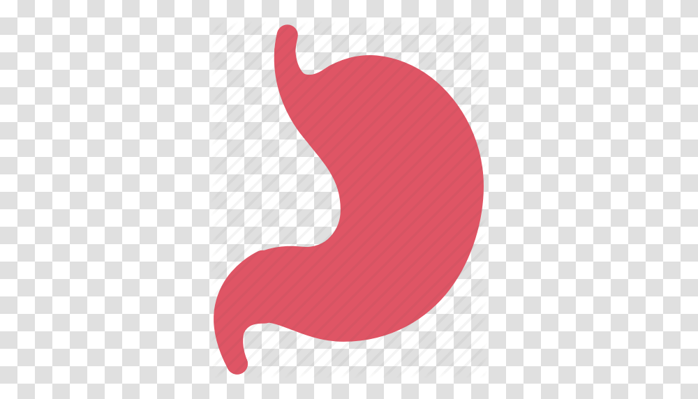 Digestion Gastric Gastritis Gastroenterology Liver Lungs, Stomach, Label, Rug Transparent Png
