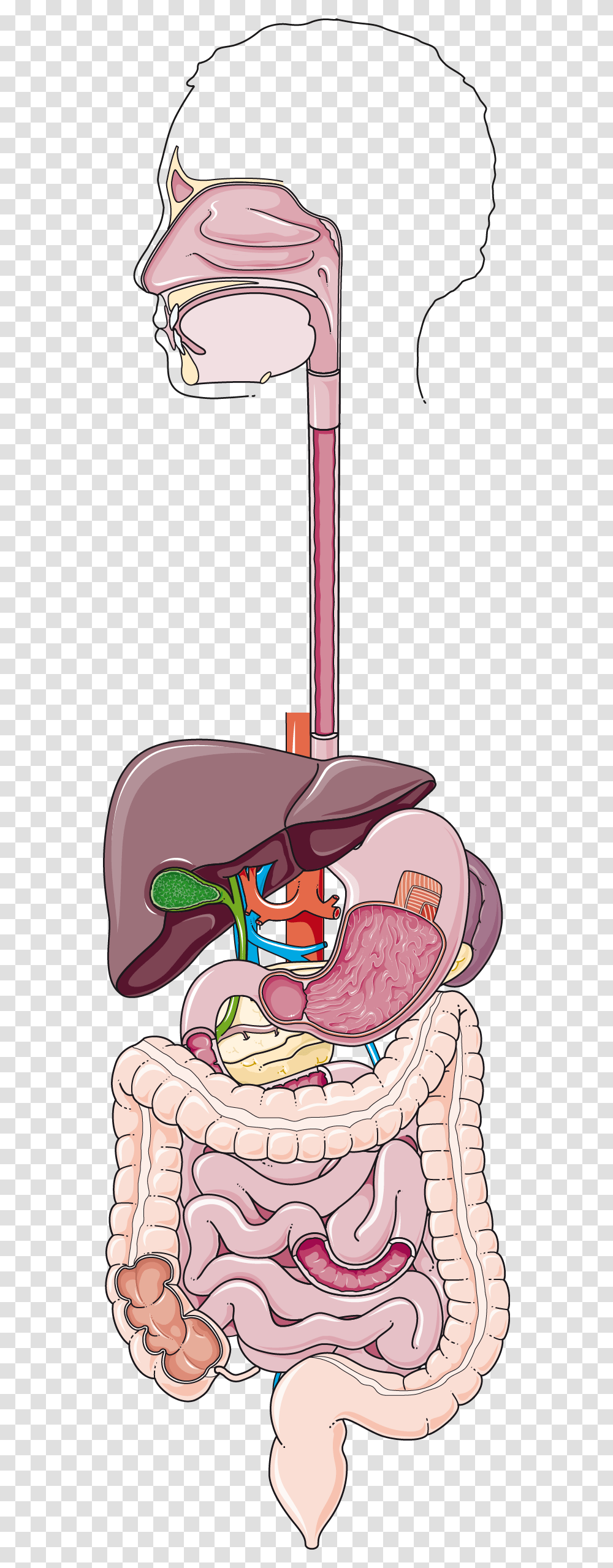 Digestive Apparatus Transparent Png