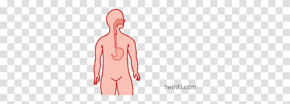Digestive System 1 Illustration Twinkl Language, Face, Female, Outdoors, Text Transparent Png