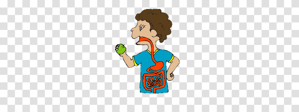 Digestive System Anus Digestive Eng Esophagus Estomach, Eating, Food, Juggling, Teacher Transparent Png