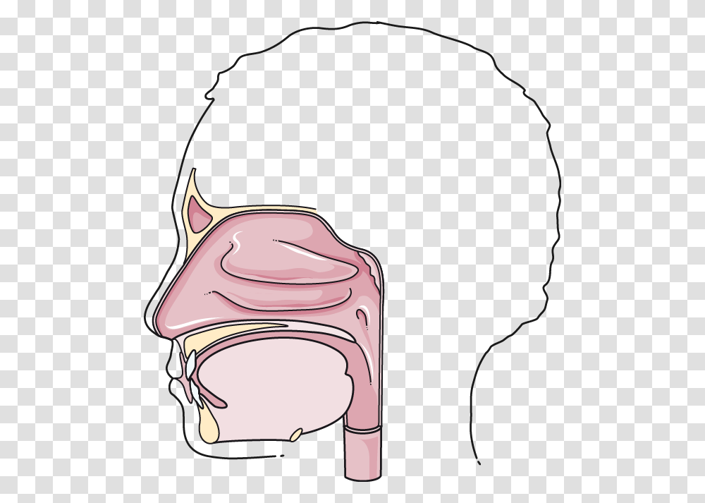 Digestive System Archives, Jaw, Teeth, Mouth, Throat Transparent Png