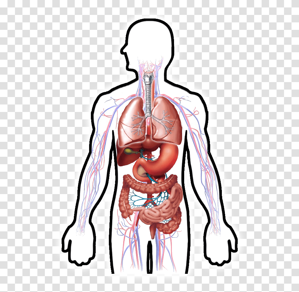 Digestive System Clipart Hd Hd Download Digestive System Hd, Neck, Skeleton, Veins, Stomach Transparent Png