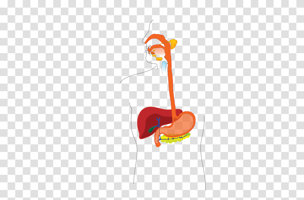 Digestive System Cliparts, Plant, Leisure Activities, Flower Transparent Png