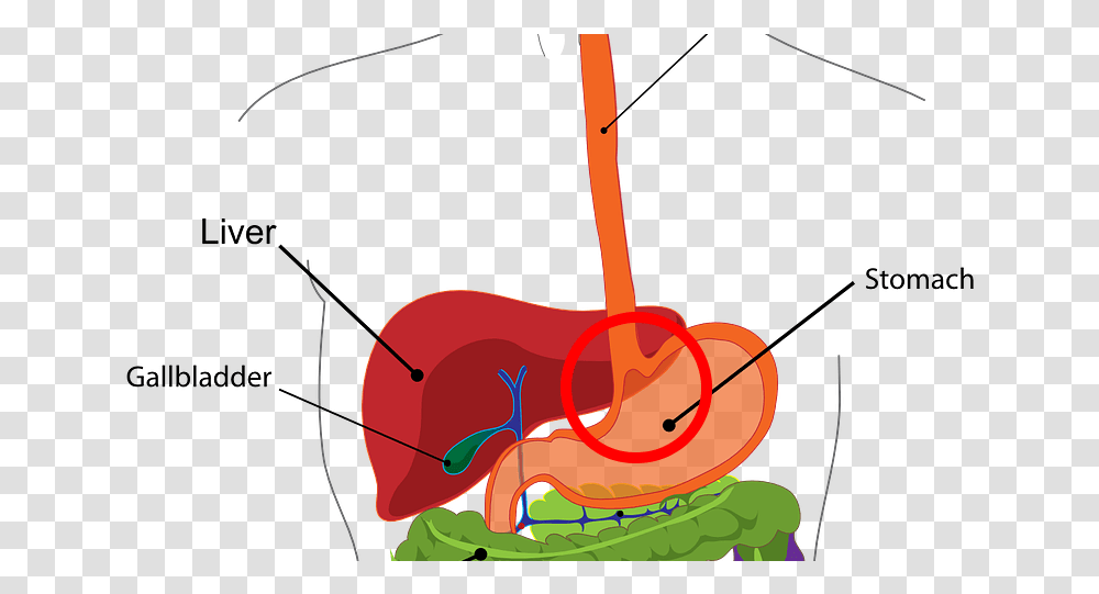 Digestive System Digestive System Class, Animal, Insect, Invertebrate, Reptile Transparent Png