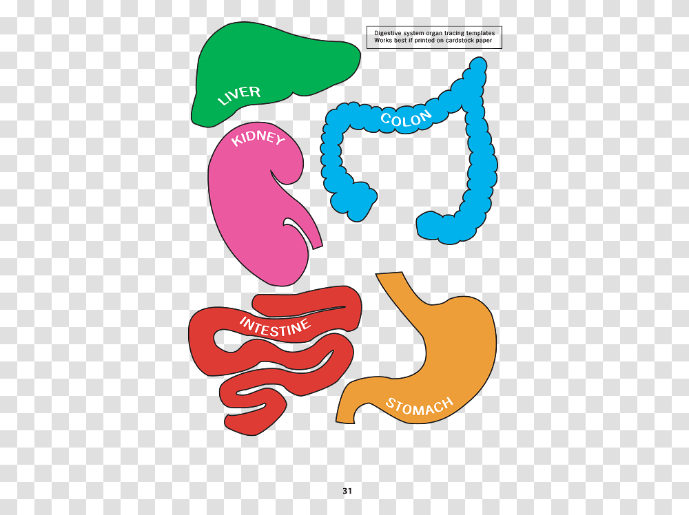 Digestive System Digestive System Model Pdf, Label, Poster, Advertisement Transparent Png