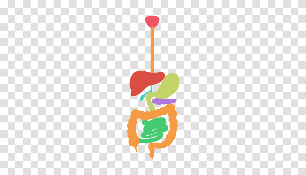 Digestive System Human Body, Green Transparent Png