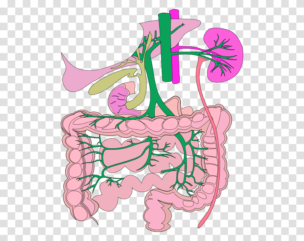Digestive System Organs Colouring Pages Organ System Clipart Biology, Doodle, Drawing Transparent Png