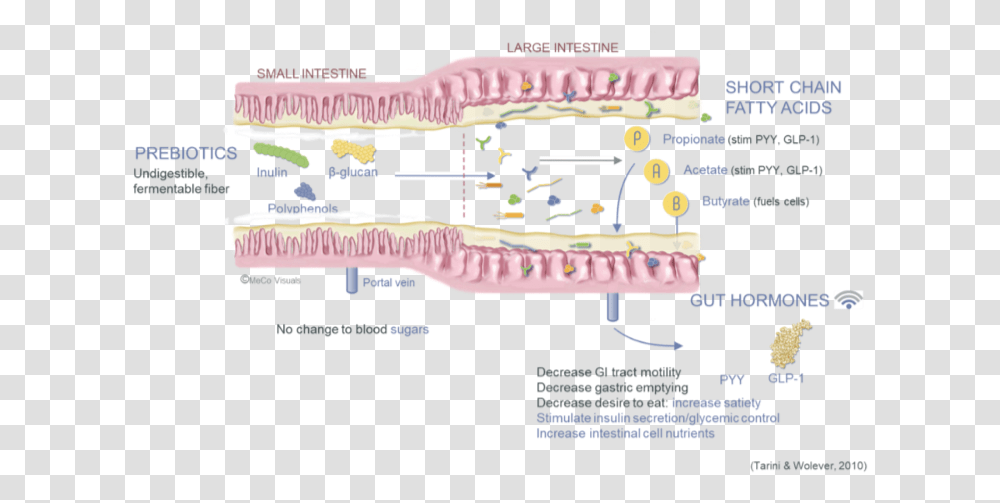 Digestive Tract Pathway With Prebiotics Beta Glucans Gut Microbiota, Leisure Activities, Poster, Advertisement Transparent Png