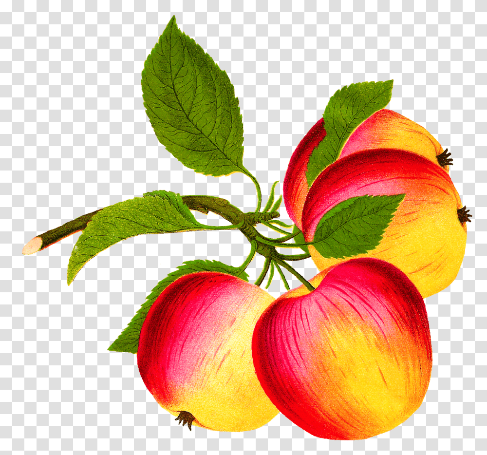Digital Apple Image Food, Plant, Fruit, Leaf, Peach Transparent Png