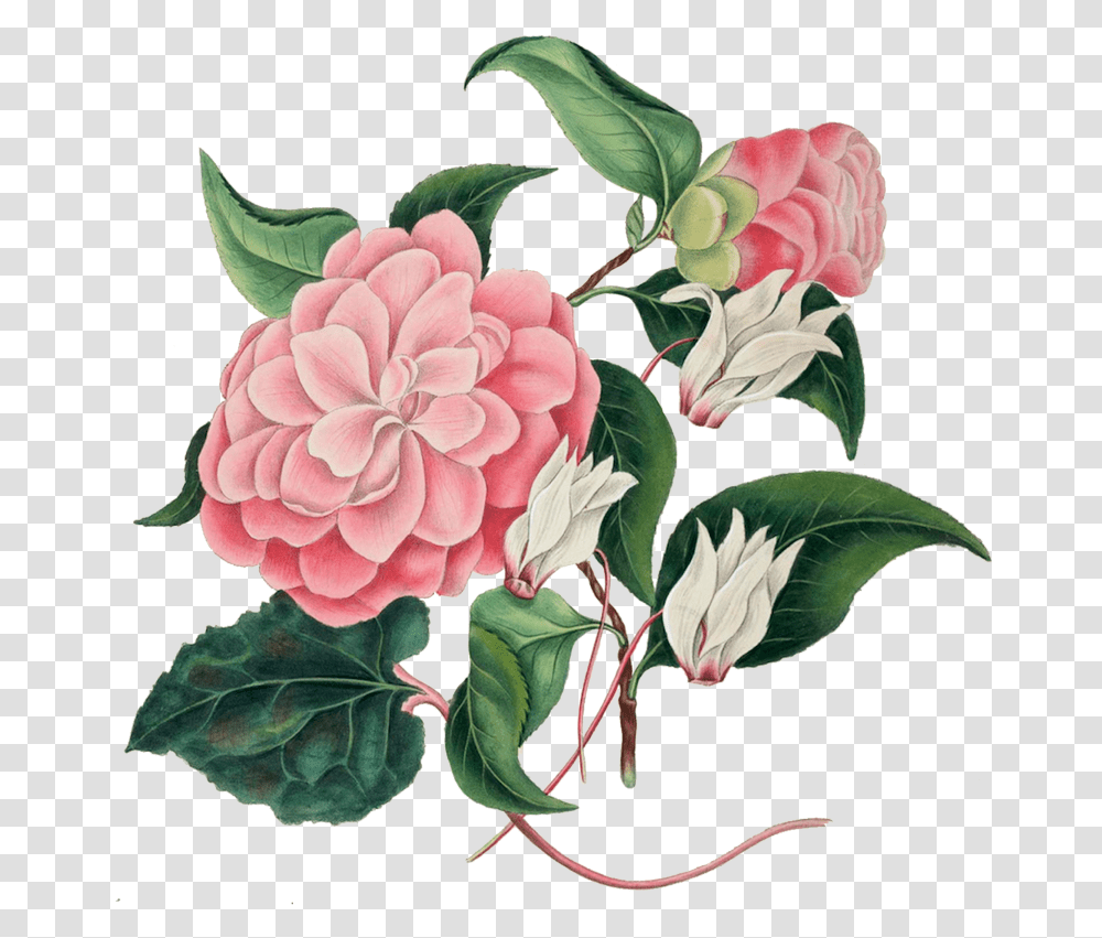 Digital Art Pink Flowers Background, Plant, Dahlia, Floral Design, Pattern Transparent Png