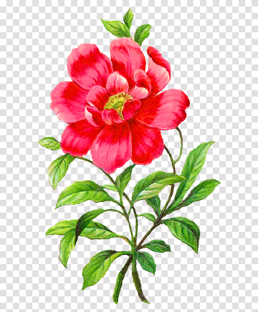 Digital Camellia Clip Art Graphics Camellia Flower Clipart, Plant, Blossom, Acanthaceae, Petal Transparent Png